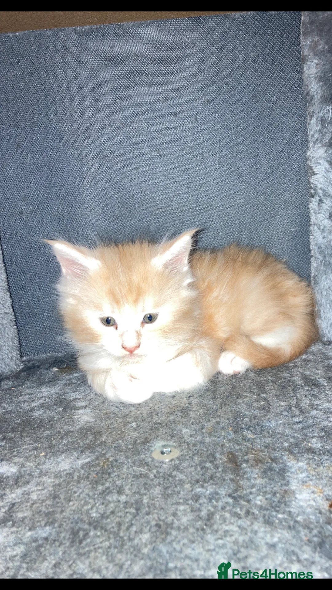 Maine Coon cats for sale: Maine Coon kittens - Advert 12