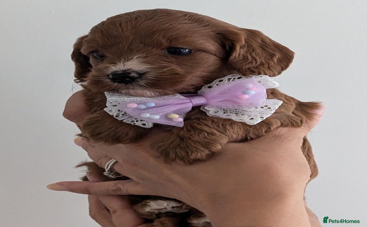 Cavapoo dogs - Advert 16