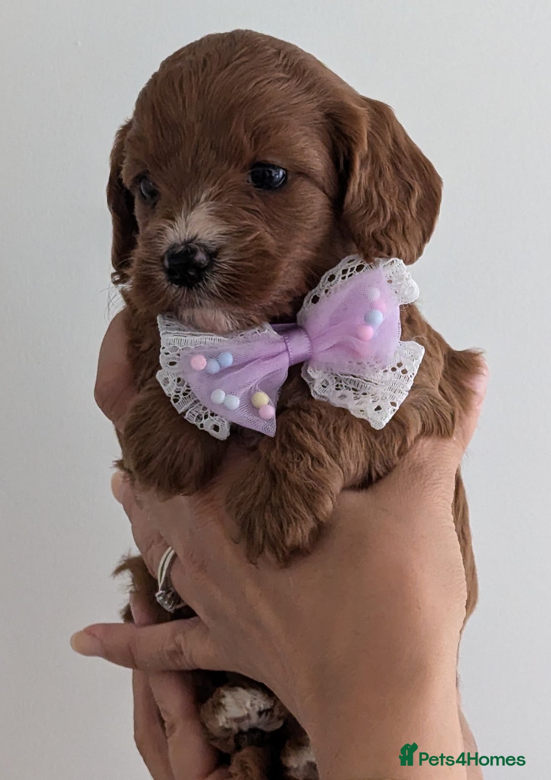 Cavapoo dogs for sale: Beautiful F1b male and female Cavapoo available  - Image 1