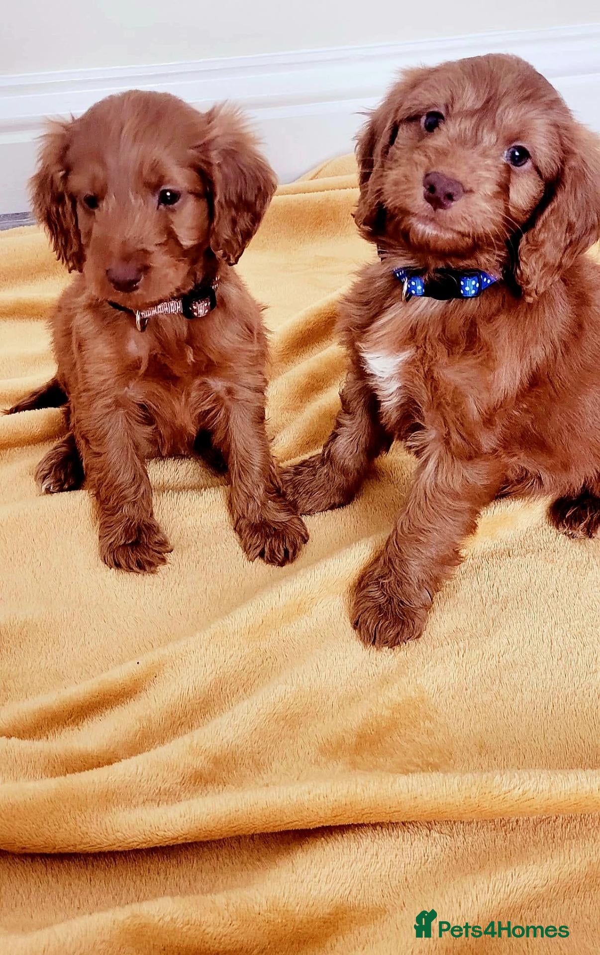 Cockapoo dogs RED SHOW COCKAPOO PRA CLEAR - Advert 1