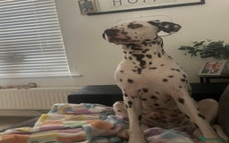 Dalmatian dogs for sale: Liver Dalmatian for sale.  - Image 9