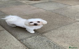 Maltese dogs for sale: Adorable Maltese girls for rehoming 💔 - Image 2