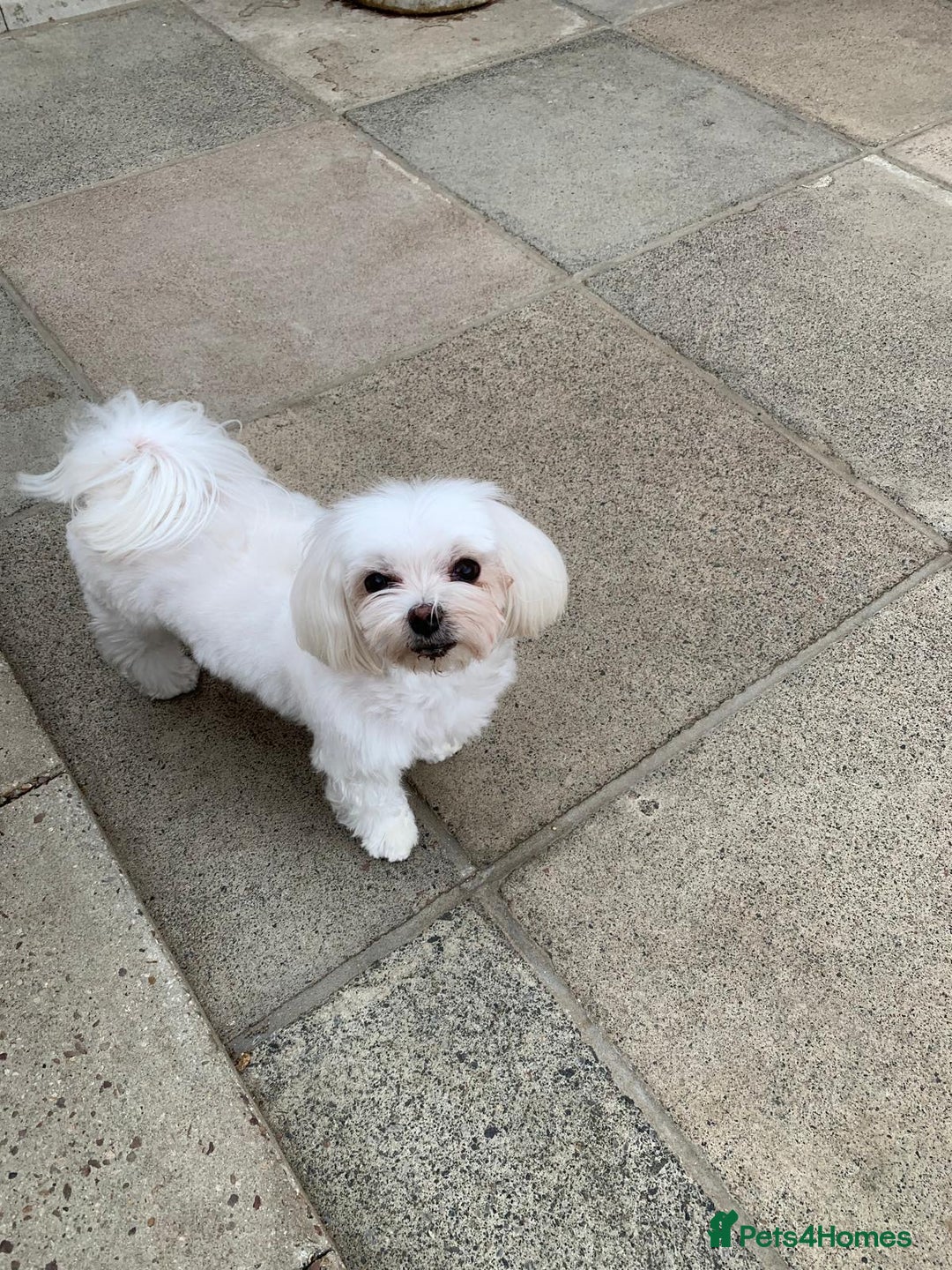 Maltese dogs for sale: Adorable Maltese girls for rehoming 💔 - Image 2