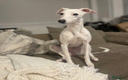 Whippet dogs for sale: Whippet Pups For Sale - Image 11