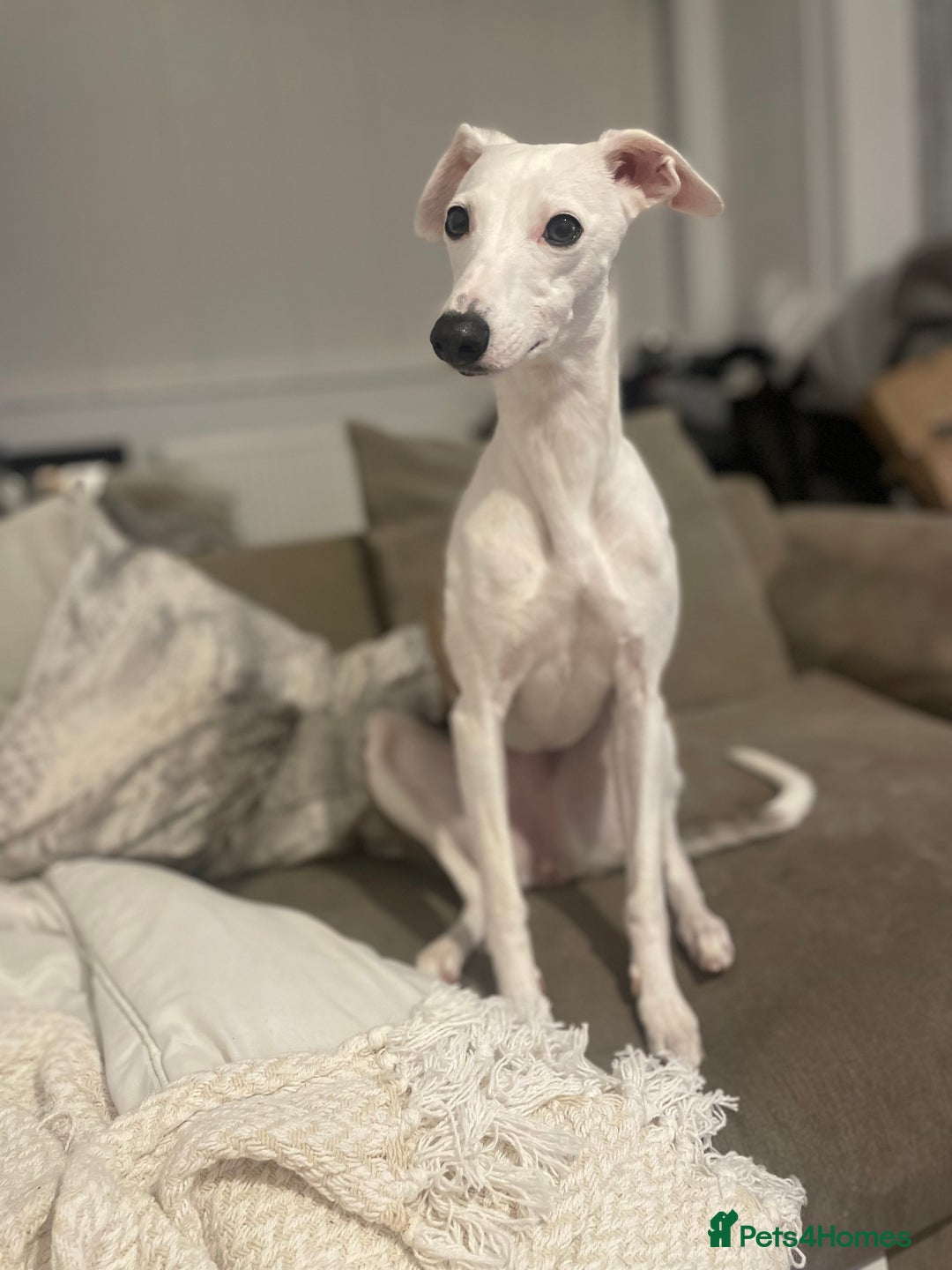 Whippet dogs for sale: Whippet Pups For Sale - Image 11