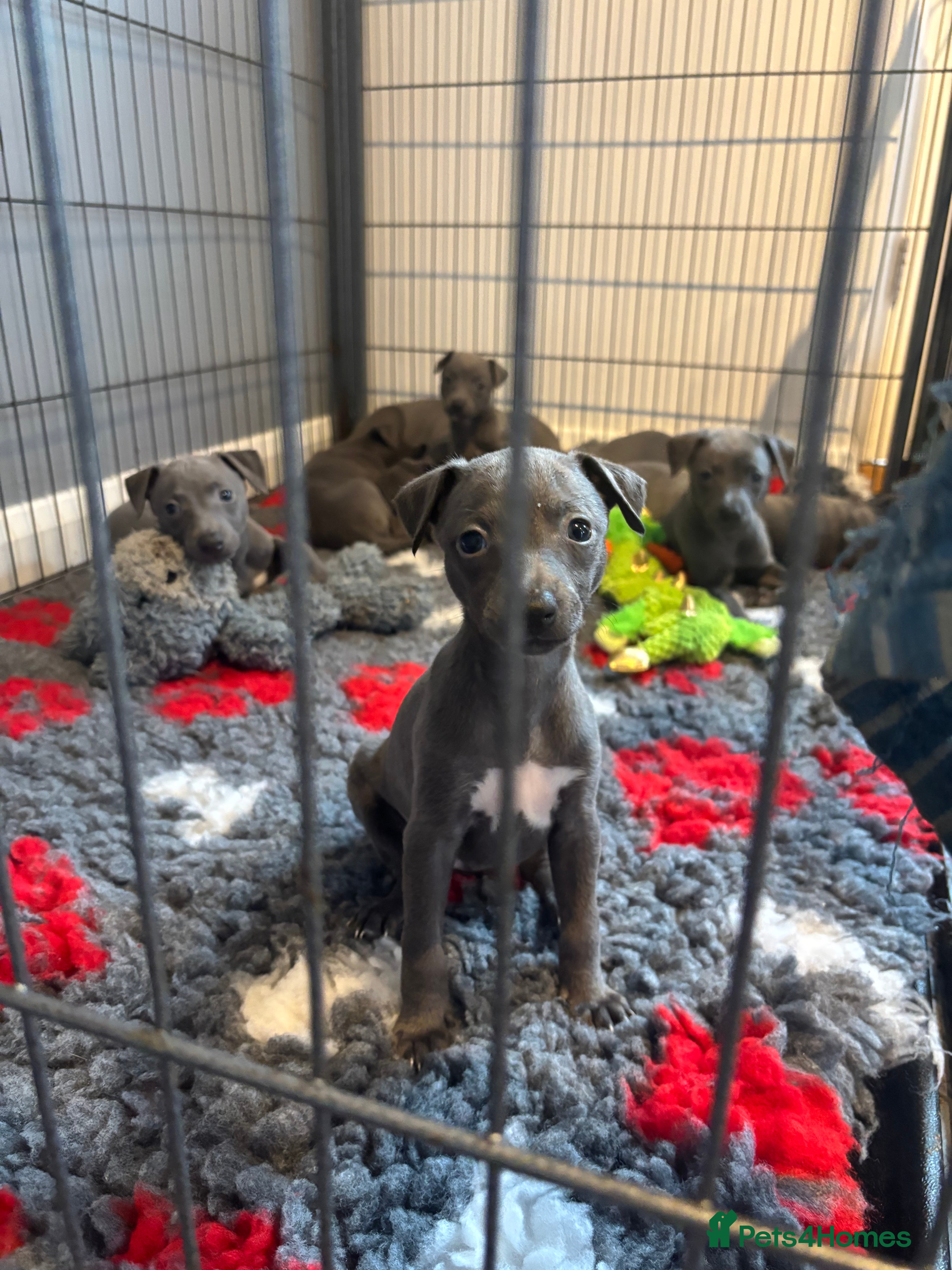Whippet dogs Stunning Blue KC Reg Whippets Pups  - Advert 2