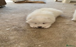 Samoyed dogs for sale: Samoyed puppies  - Image 15