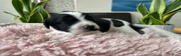 Sproodle dogs for sale: ✨ Premium Rare Sproodle Puppies – Champion Lines ✨ - Advert 19