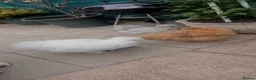 Hens poultry for sale: 2 silkie hens  - Advert 12