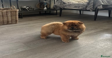 Chow Chow dogs - Advert 4