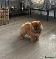 Chow Chow dogs - Advert 6
