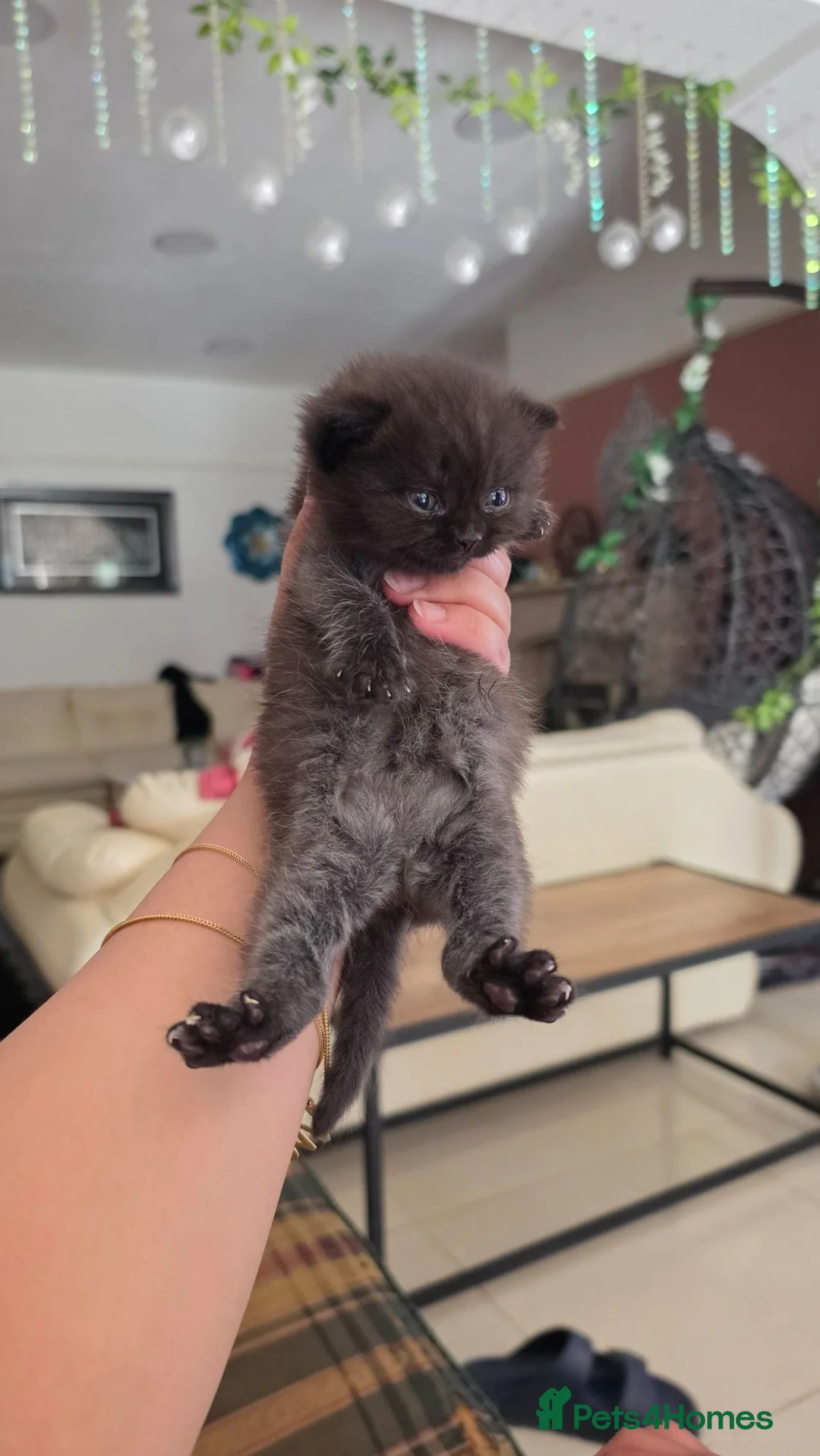 Scottish Fold cats for sale: Scottish fold kittens  in Manchester - Advert 19