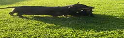 Dachshund dogs for sale: Beautiful Miniature Dachshund Puppies  - Advert 11