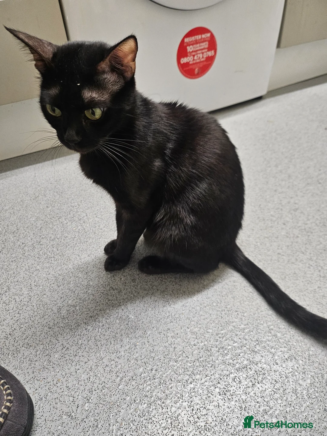 Bengal cats for sale: Tica Active Registered Bengal Kittens  - Advert 2