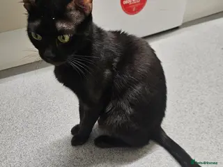 Bengal cats Tica Active Registered Bengal Kittens - Advert 1