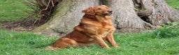 Golden Retriever dogs for stud: EXTENSIVELY health tested with excellent results! in Newark - Advert 7