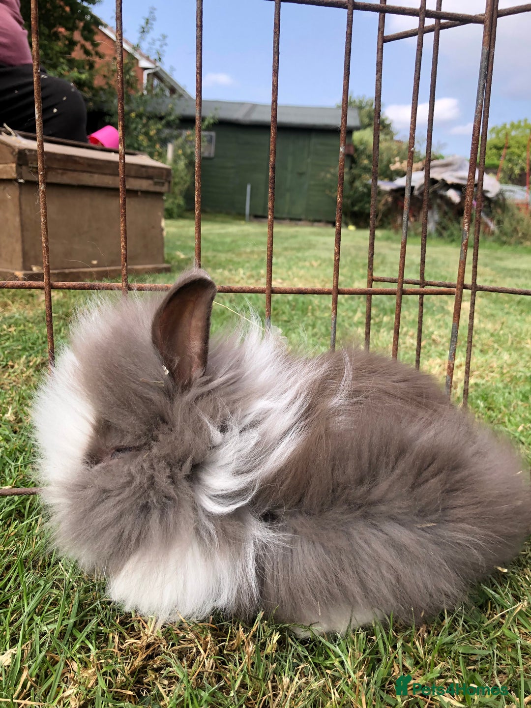 Lionhead rabbits for sale: Lion head Rabbits for sale - Image 1