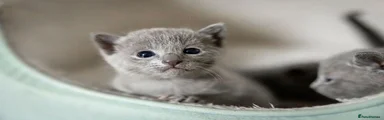 Russian Blue 1