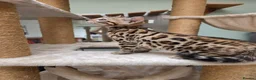 Bengal cats for sale: TICA REGISTERED BROWN ROSETTED BENGAL KITTENS  - Advert 22