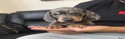 Dachshund dogs for sale: Miniature Dachshund puppies  - Advert 1