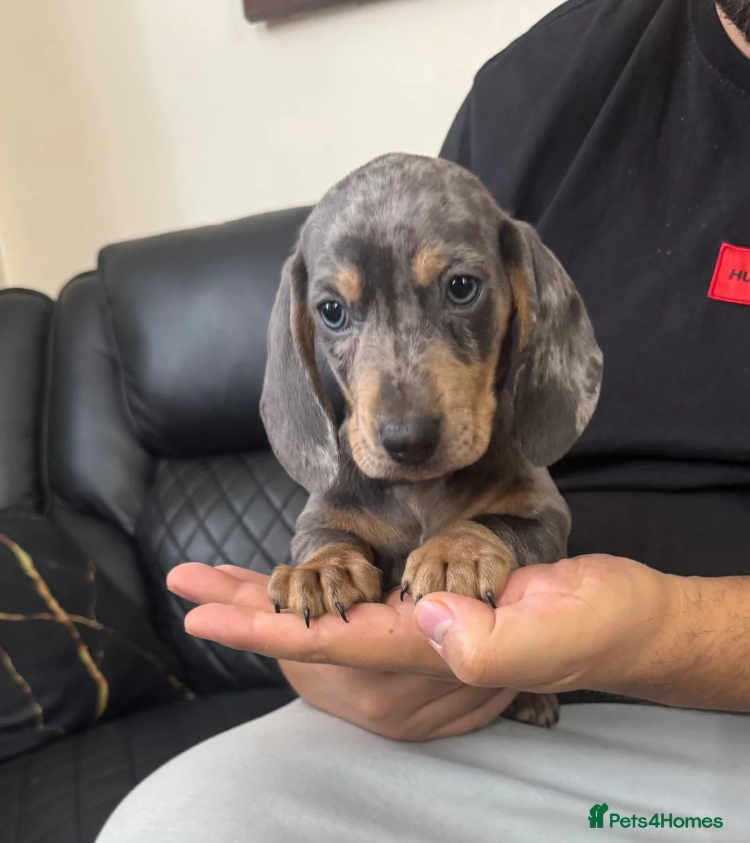 Dachshund dogs for sale: Miniature Dachshund puppies  - Advert 1
