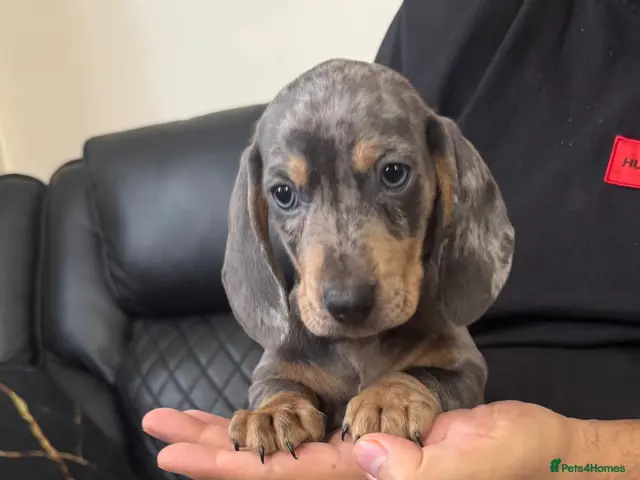 Dachshund dogs for sale: Miniature Dachshund puppies - Advert 12