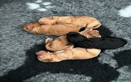 Cavapoochon dogs for sale: Cavapoochon Puppies - Image 5