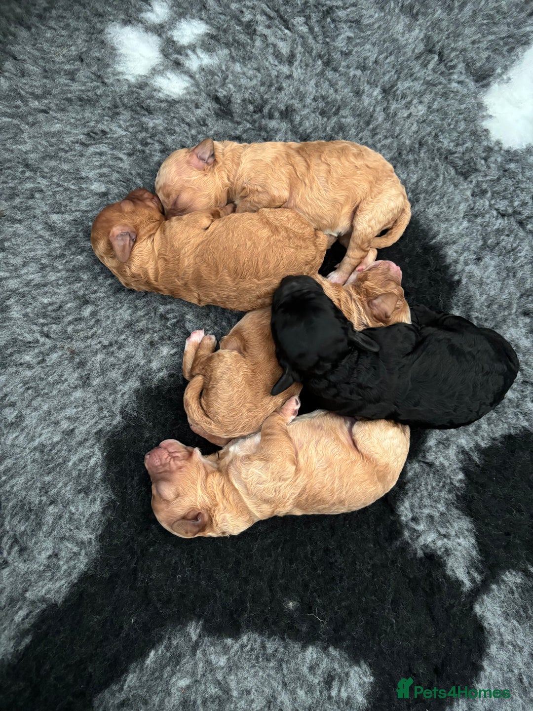 Cavapoochon dogs for sale: Cavapoochon Puppies - Image 5