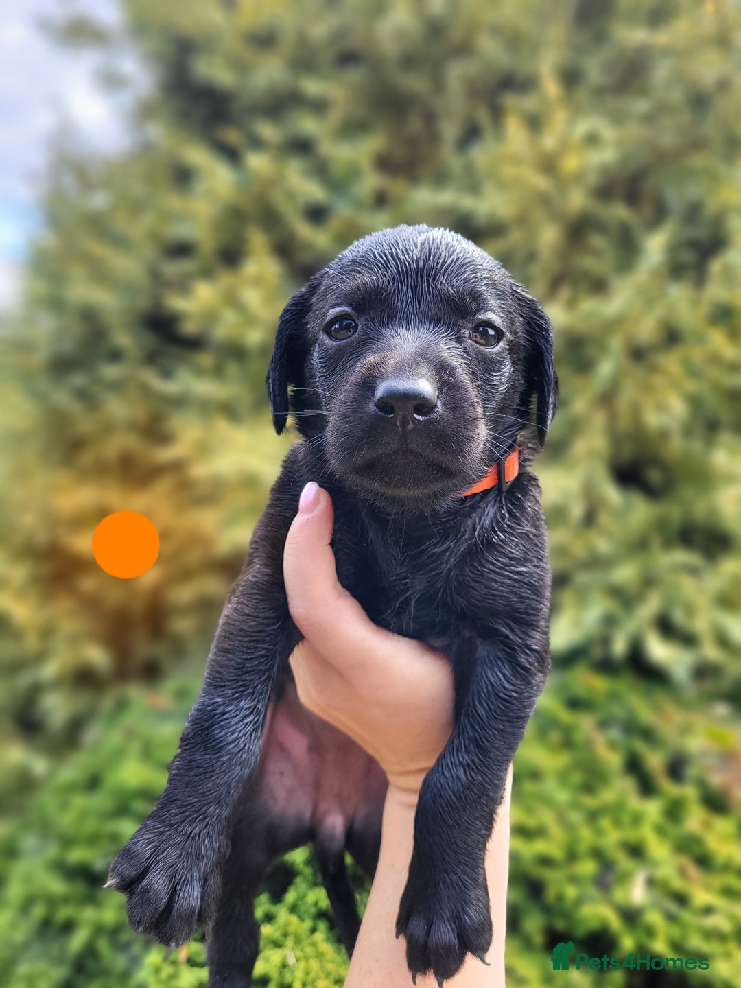 Labrador Retriever dogs for sale: Kc labrador puppies  - Image 7