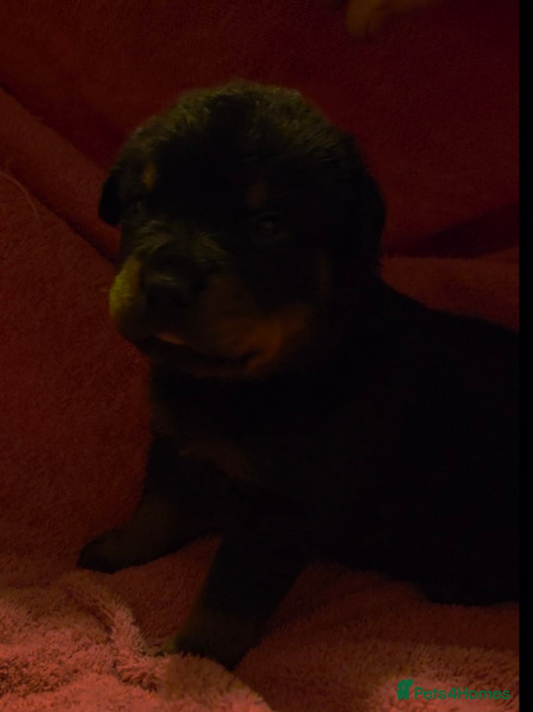 Rottweiler dogs for sale: Rottweiler puppies - Advert 32