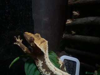 Gecko reptiles Lilly white crested gecko with full set up - Advert 2