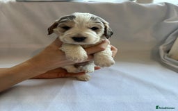 Cocker Spaniel dogs for sale: Cocker spaniel pups - Image 9