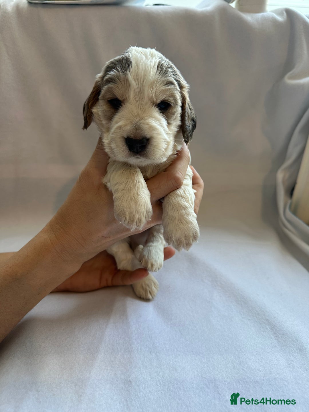 Cocker Spaniel dogs for sale: Cocker spaniel pups - Image 9