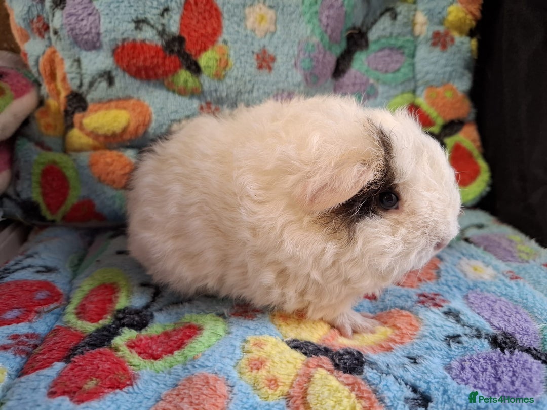 Guinea Pig rodents for sale: Baby Boars Different Breeds Available  - Image 11