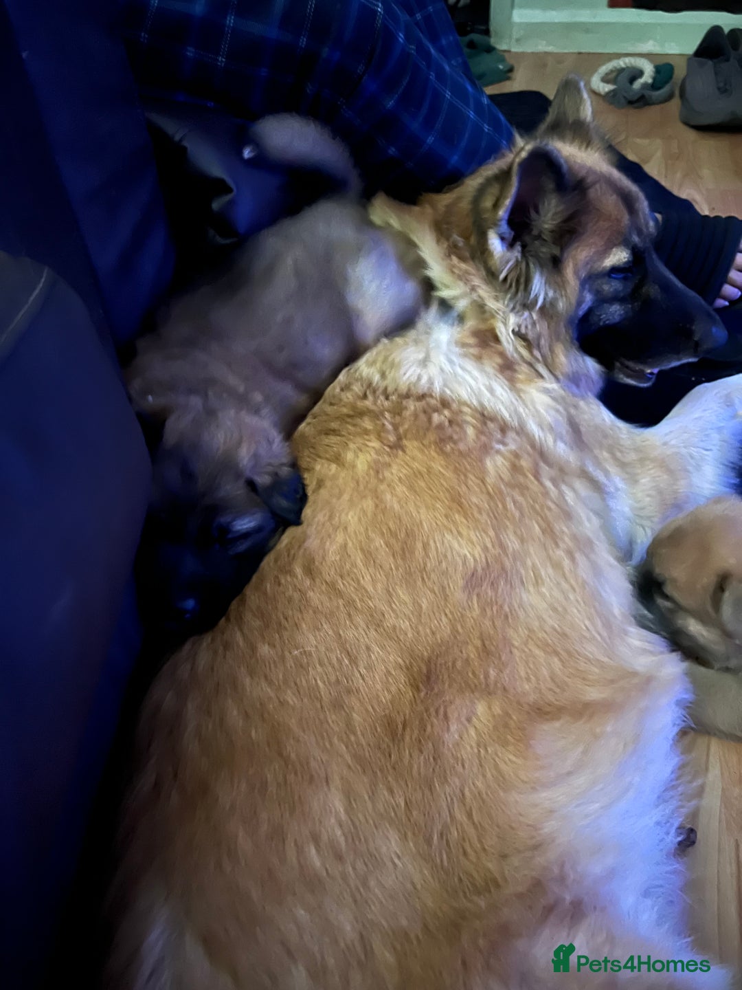 German Shepherd dogs for sale: REDUCED German shepherd puppies 8 was old - Advert 12