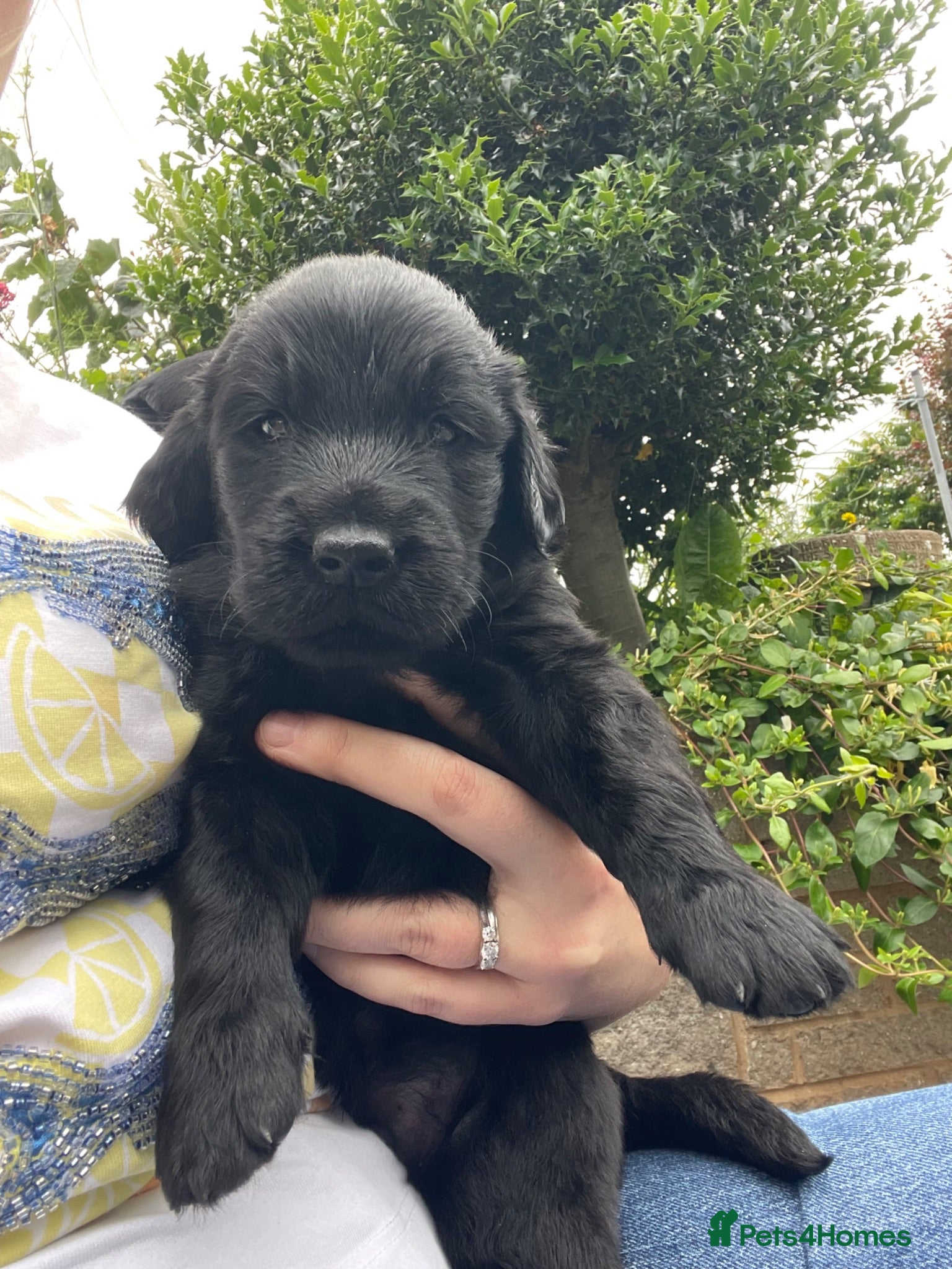 Flat coated Retriever dogs KC Reg Flat Coated Retrievers  - Advert 2