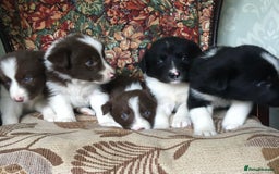 Border Collie dogs for sale: Gorgeous border collie puppies - Image 7