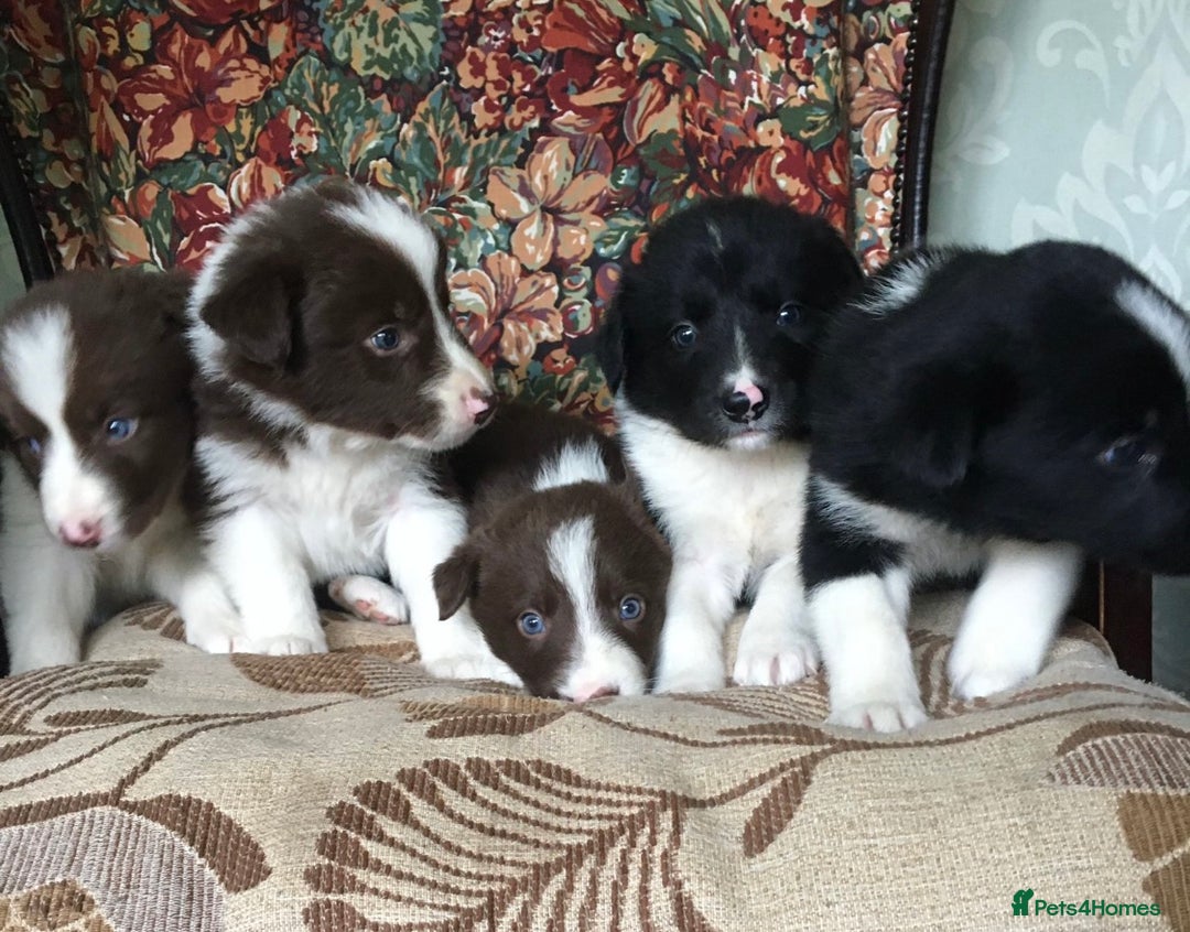 Border Collie dogs for sale: Gorgeous border collie puppies - Image 7