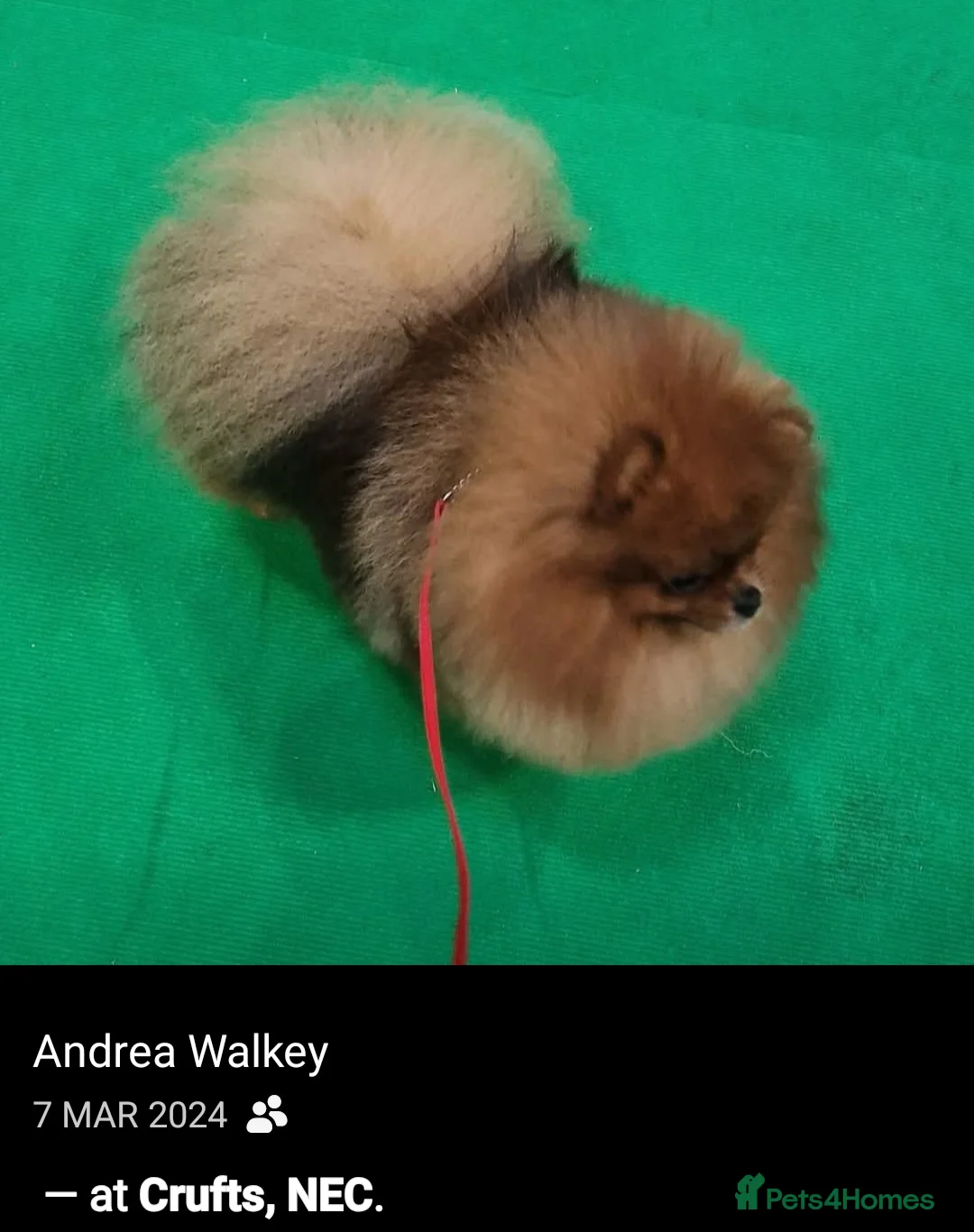 Pomeranian dogs for sale: Orange Sable Pomeranian Male - Advert 2