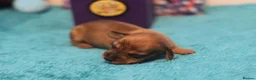 Miniature Dachshund dogs for sale: 4 Miniature Dachshund Pups Red Dapple - Shaded Red - Advert 13