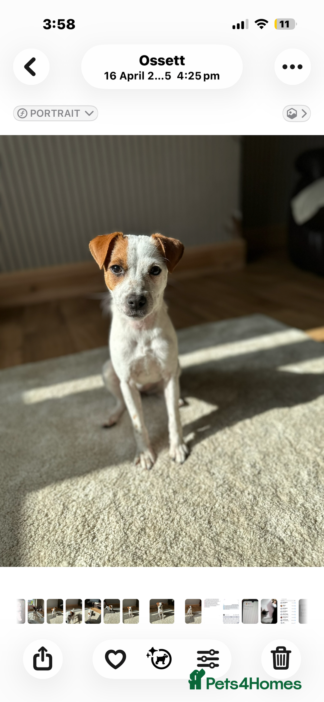 Jack Russell dogs for sale: Kiara  - Advert 2