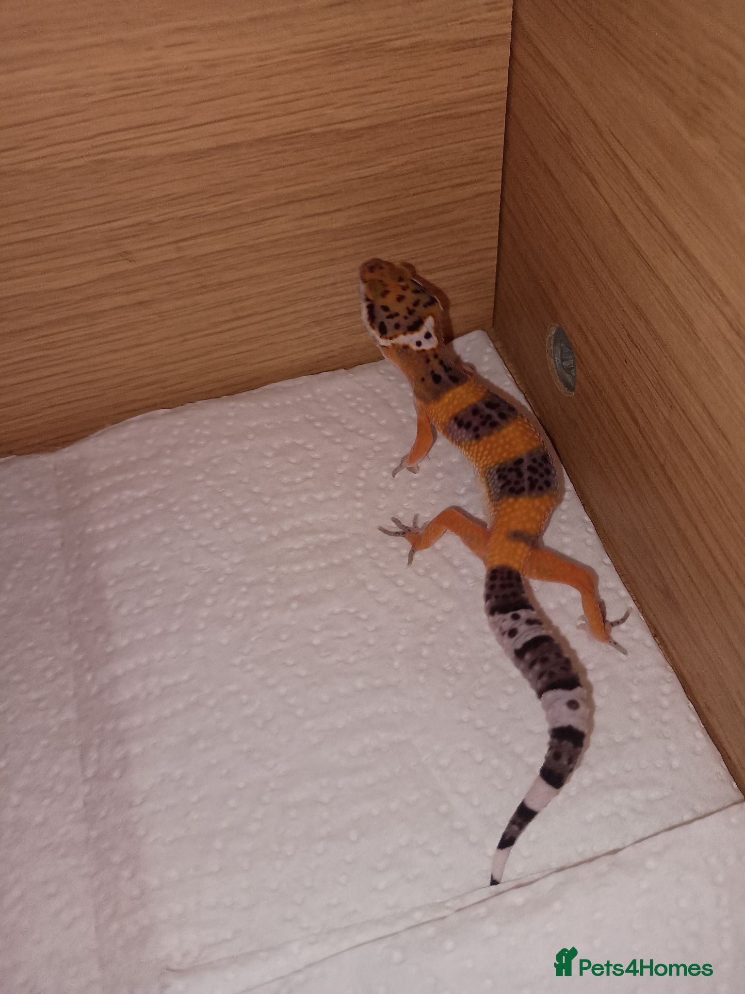 Leopard Gecko reptiles Leopard gecko - Advert 12