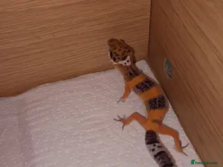 Leopard Gecko reptiles Leopard gecko - Advert 1