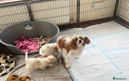 Cavachon dogs for sale: Cute Cavachon puppies  - Image 14