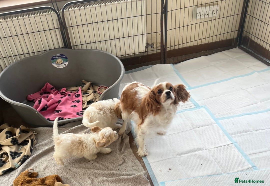 Cavachon dogs for sale: Cute Cavachon puppies  - Image 14