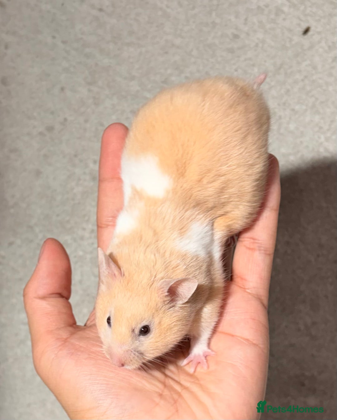 Hamster rodents for sale: BABY TAME PEDIGREE SYRIAN HAMSTER PUPS - Image 4