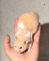 Hamster rodents - Advert 7