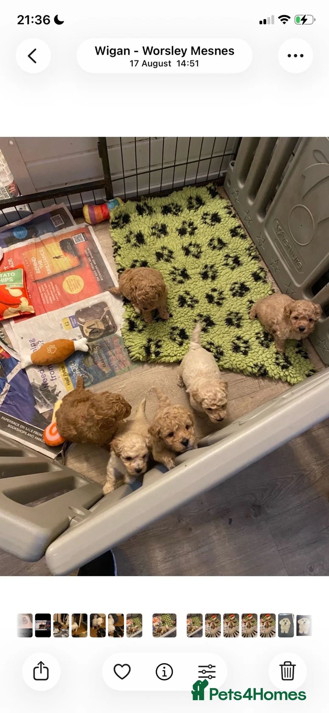 Poochon dogs for sale: Beautiful poochon puppies - Advert 2