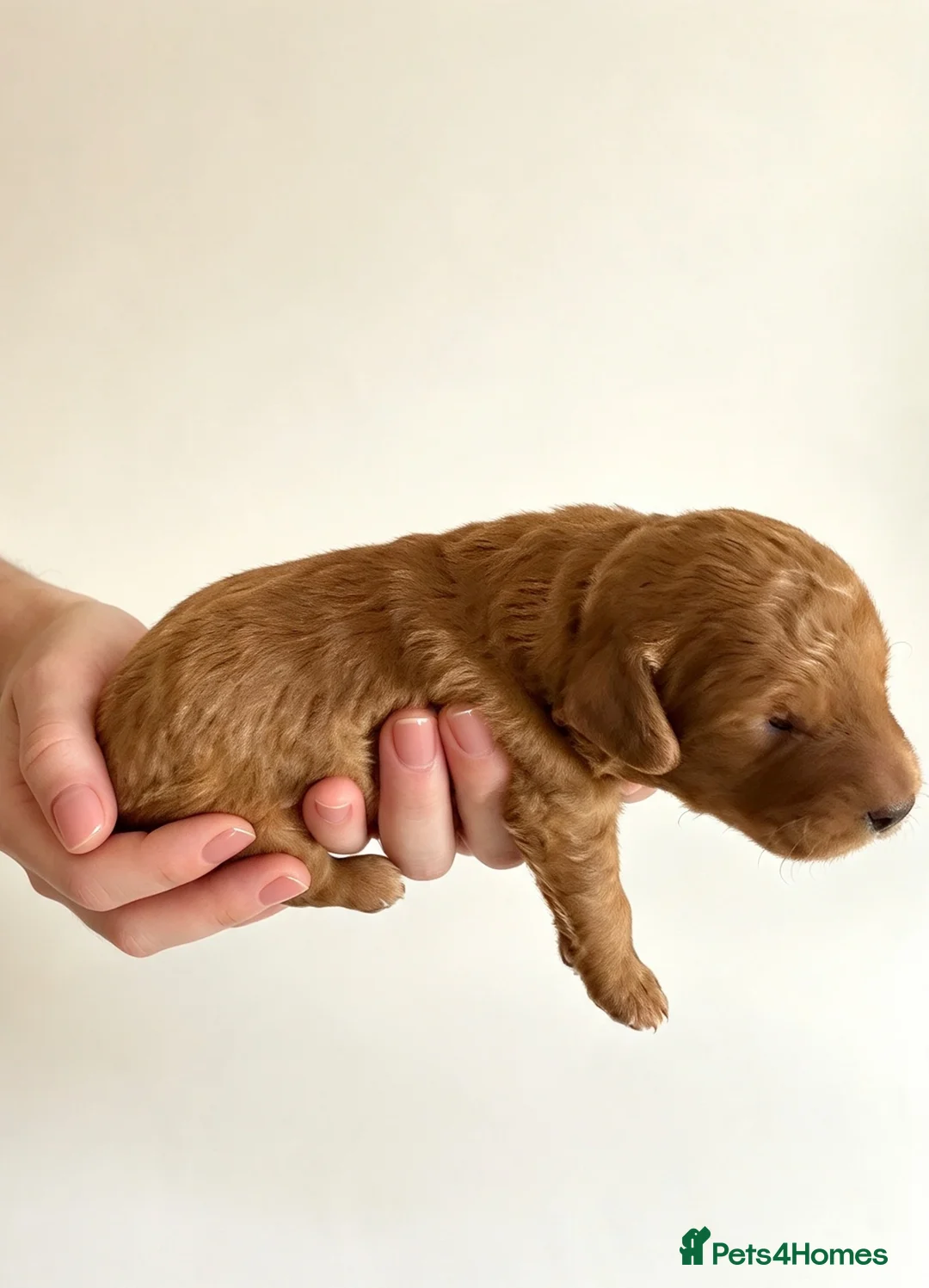 Australian Labradoodle dogs for sale: 💎 Australian Labradoodle Puppies - Advert 2