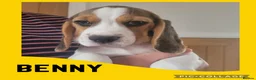 Beagle dogs for sale: BEAGLE PUPPY WAITING LIST  - Advert 3